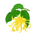 Vector Ylang Ylang. Blooming yellow flower with green leaves Royalty Free Stock Photo