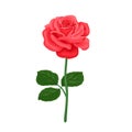 Beautiful rose isolated on white. Red cartoon blooming flower with green leaves.