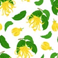Ylang ylang seamless pattern. Fragrant yellow flowers, buds and green leaves