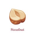 Hazelnut icon. Peeled hazelnut half isolated on white background. Vector illustration