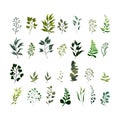 Forest Green Herb plants and leaves Collection Flat Vector Royalty Free Stock Photo