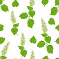 Patchouli plant seamless pattern. Flowers and green leaves isolated on white. Floral background.