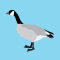 A vector illustration af a Canada goose Royalty Free Stock Photo