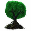 Big tree illustration on white background. Royalty Free Stock Photo