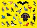 US Birds with Name Cartoon Character Set 1
