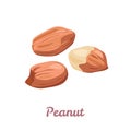 Peanuts isolated on white background. Vector illustration of peeled nuts