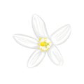 Neroli flower Citrus aurantium isolated on white background. Vector illustration, icon