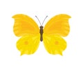 Yellow butterfly isolated on white background. Vector illustration of a beautiful insect