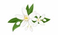 White orange flowers isolated on white background. Blooming branch of neroli with buds and green leaves.