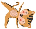 Cartoon character tiger with a cheerful smile holding Ardha Chandrasana from yoga half moon pose