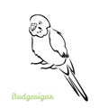 Budgerigar parrot vector cartoon illustration. Black and white silhouette, outline.