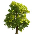 Big linden tree