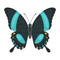 Butterfly Papilio palinurus isolated on white background. Vector flat illustration.