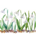 Vector spring seamless border with watercolor snowdrops on a white.