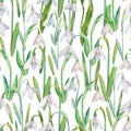 Vector seamless pattern with watercolor snowdrops. A repeating background with the first spring flowers Royalty Free Stock Photo