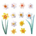 Watercolor spring flowers set. Different vector drawings of narcissus for your design. Isolated on white. Royalty Free Stock Photo