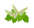 Patchouli bouquet. Flowering herb isolated on white background. Vector illustration of a fragrant plant Isolated