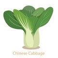 Illustrator of chinese cabbage vegetable isolated