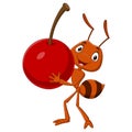 Cute ant cartoon carrying a cherry Royalty Free Stock Photo