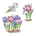 Floral watercolor bouquet of spring flowers. Set of cute retro crocus or saffron for cards