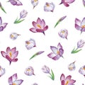 Vector seamless pattern with watercolor crocus or saffron. A repeating background with the spring flowers on whit