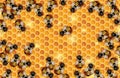 Working Bees crawling on a Honeycomb Royalty Free Stock Photo