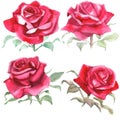 Set of Red roses. Watercolor Illustration. Isolated