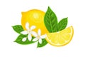 Vector lemon whole, slice, green leaves and white flowers isolated. Cartoon flat illustration