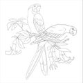 two parrot birds and flower coloring page