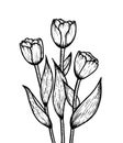 Tulip flower graphic black white isolated bouquet sketch vector illustration