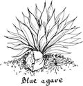 Blue agave plant for tyilla cactus graphic illustration vector. Royalty Free Stock Photo