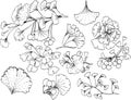 ginkgo biloba plant illustration hand drawn Royalty Free Stock Photo