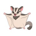 Cartoon sugar glider on white background