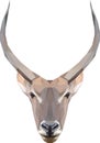 Geometrical illustration of a waterbuck Royalty Free Stock Photo