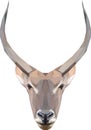 Geometrical illustration of a waterbuck Royalty Free Stock Photo