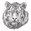 Tiger head hand drawing doodle monochrome on white background vector Royalty Free Stock Photo