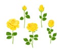 Set of yellow roses of different shapes. Vector illustration of blooming flowers and buds with stems and green leaves