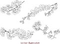 Vector set of sakura branche sketches