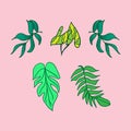 Set of different leaves on pink background. five variety leaf. hand drawn vector. nature icon. unique foliage. doodle art for logo Royalty Free Stock Photo