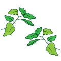 Grapevine on white background. green leaf with branch. green outline. hand drawn vector. vector illustration. doodle art for wallp