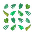 Collection of popular leaves on white background. Janda Bolong is the most popular leaf in Indonesia. green leaf with holes. hand