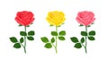 Set of blossoming roses of red, yellow and pink colors isolated on a white background. Vector illustration of garden flowers Royalty Free Stock Photo