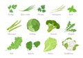 Set of green vegetables, salad leaves and herbs isolated on white.