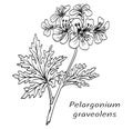 Geranium Pelargonium graveolens, flowering branch of a plant with leaves