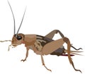 Cricket Insect Animal Vector Illustration