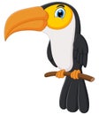 Cute toucan bird cartoon Royalty Free Stock Photo