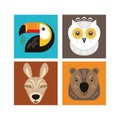 Owl, toucan, kangaroo and bear Royalty Free Stock Photo