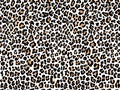 Leopard pattern texture repeating seamless white yellow orange black fur skin Royalty Free Stock Photo