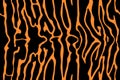 Print tiger shark skin texture band spot print texture pattern background orange black seamless repeat Royalty Free Stock Photo