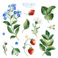 Watercolor Summer collection with leaves,strawberry,flowers Royalty Free Stock Photo